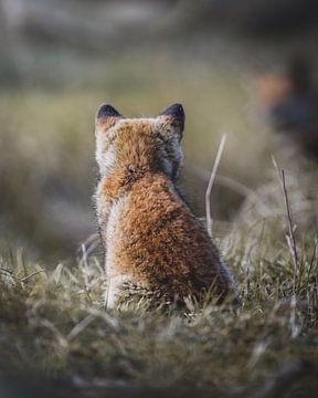 Jonge vos met een blik op de toekomst! van Tom Zwerver