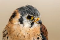 Little Falcon by Rob Smit thumbnail