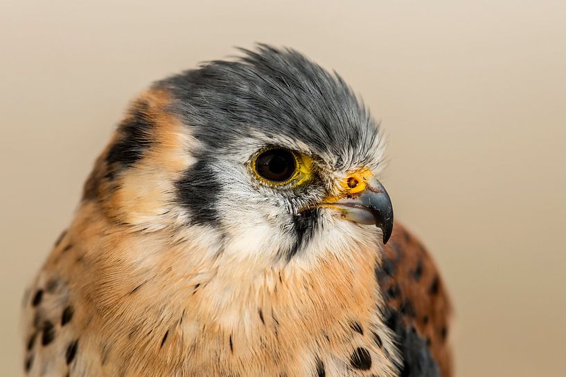 Little Falcon by Rob Smit