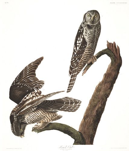Sperweruil