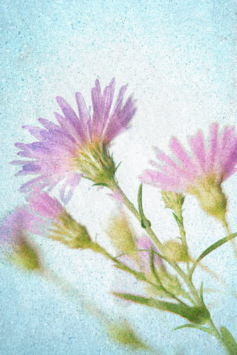 Schilderachtige Paarse Asters in Zachte Pastel en Aquarelstijl