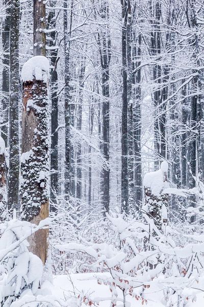 Winter im Bayrischen Wald von Dirk Rüter