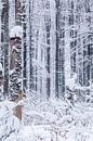 Winter im Bayrischen Wald von Dirk Rüter Miniaturansicht