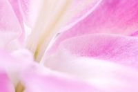 Gladde zachtroze macro abstracte bloemhoofdjes - nummer 3