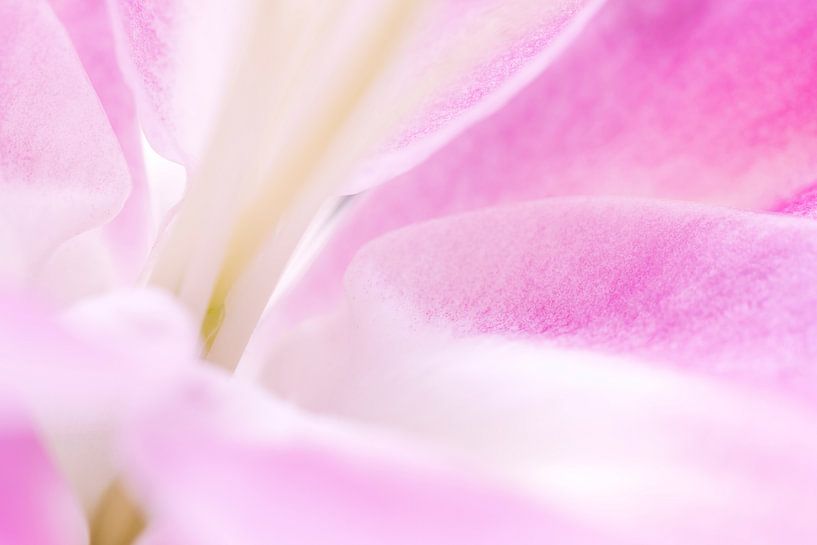 Glatte weiche rosa Makro abstrakte Blütenköpfe - Nummer 3 von Urban Photo Lab