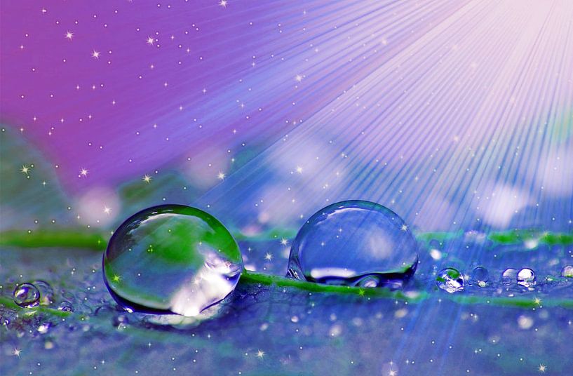 Shine (Drops with rays in purple) by Caroline Lichthart
