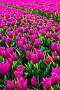 Tulipfield von Wouter van Woensel Miniaturansicht