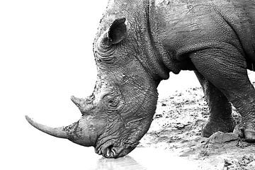 Le rhinocéros blanc qui boit sur Karsten van Dam