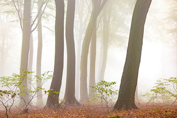 Foggy beech forest