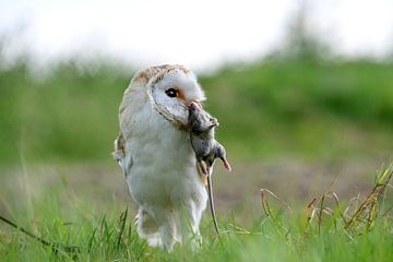 Barn owl with prey by paula ketz