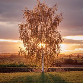 Herbstlicher Sonnenaufgang von Severin Frank Fotografie