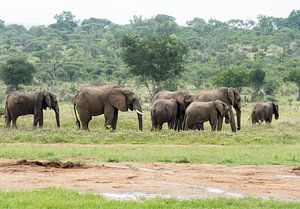 group of elephants in south african wild nature