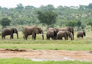 group of elephants in south african wild nature von ChrisWillemsen