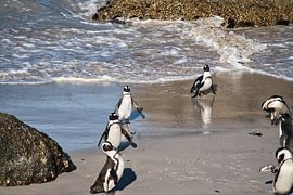 African penguins near the ocean by Frank's Awesome Travels