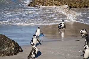 Afrikanische Pinguine in Meeresnähe