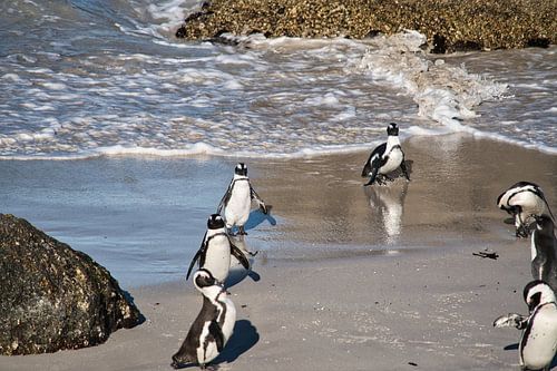 Afrikaanse pinguïns aan de kust