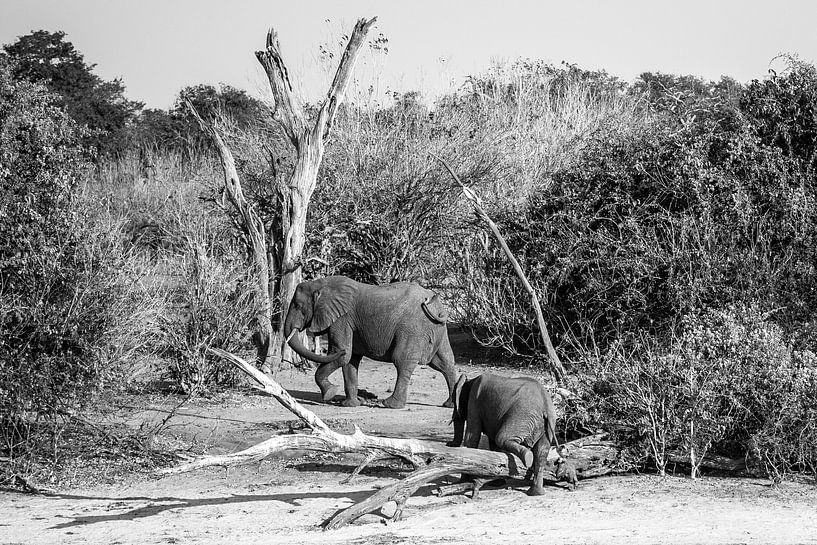 Olifanten in Chobe NP by Henri Kok