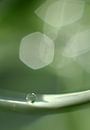 Druppel van Frank Smedts thumbnail