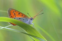 Grande teigne de feu