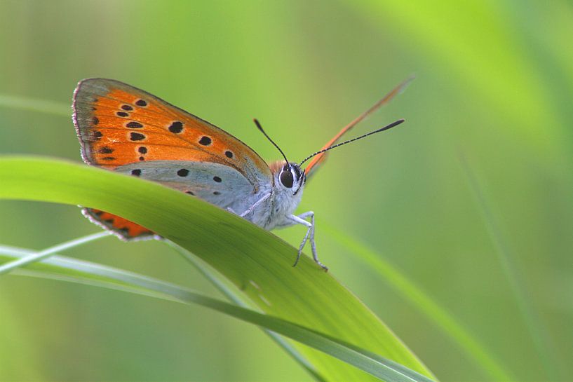 Grande teigne de feu par Remco Been