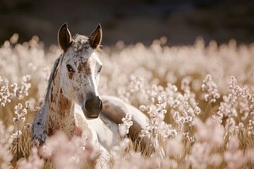 Paard in een oase van mooie bloemenweelde van Karina Brouwer