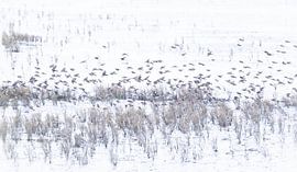Snow bunting Dance on the Wadden Sea by Anja den Bok