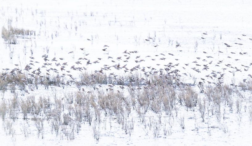 Danse du bruant des neiges sur la mer des Wadden par Anja den Bok