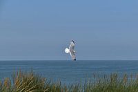 Entlang der Küste treiben