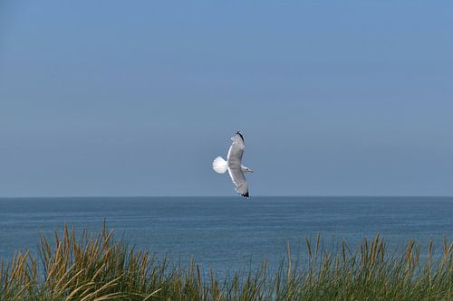 Zweven langs de kust