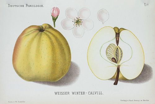 Appel, Lauche, W. Duitse pomologie