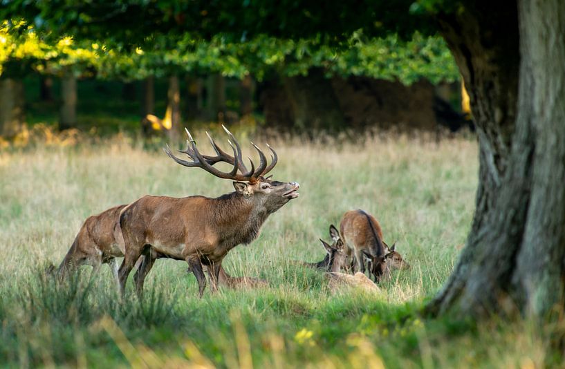 Red deer by Harry Punter