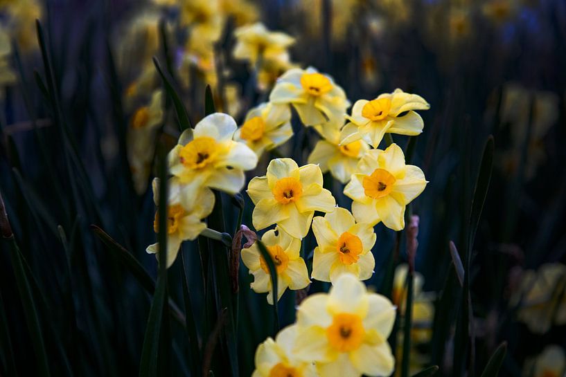 Gelb, Blumen auf dunklem Hintergrund von Petro Luft