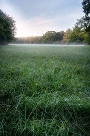 Brouillard matinal dans la vallée d'Hasselbach sur Marc-Sven Kirsch