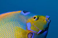 Queen angelfish.