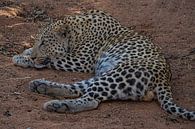 African Leopard in Africa by Patrick Groß thumbnail