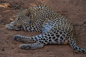 Afrikanischer Leopard in Afrika von Patrick Groß