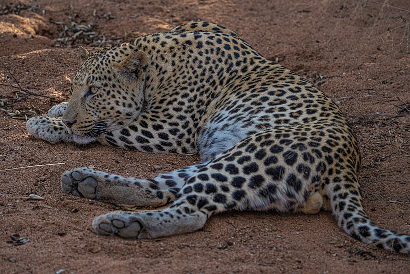 African Leopard in Africa by Patrick Groß