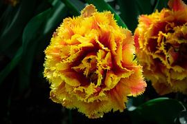 Yellow red flower by Jayzon Photo