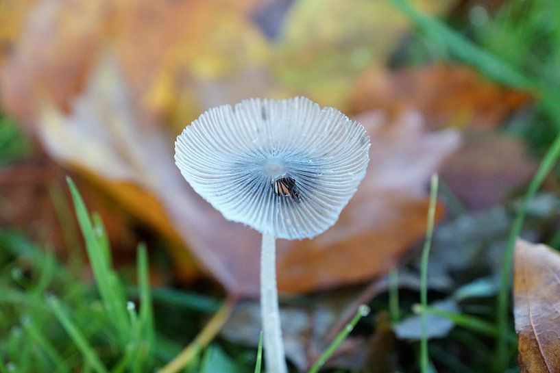 Hazenpootje in de herfst. Gorinchem par Erik Slagboom
