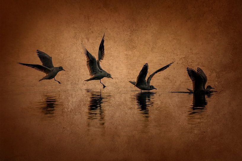 Meeuwen in Dans bij Zonsondergang Spiegeling in Beweging van Femke Ketelaar