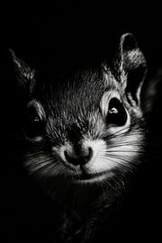 Squirrel by Poster Art Shop
