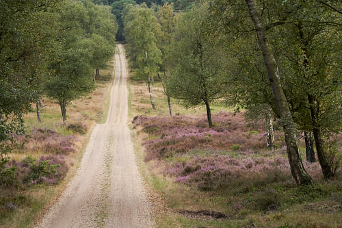 Ein sanfter Pfad durch den stillen Wald von Cor de Hamer