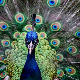 Pauw, close-up, fotografie, vogel, dierenrijk, kleurrijk van Simone van Herwijnen