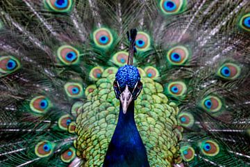 Pauw, close-up, fotografie, vogel, dierenrijk, kleurrijk van Simone van Herwijnen