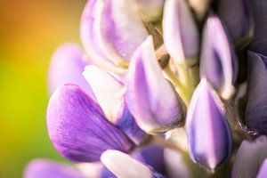 Fleur de lupin sur Jeroen Mikkers