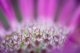 Indianernessel abstrakt von Julia Strube - graphics