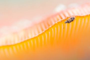 Insecte sur l'amanite tue-mouches sur Danny Slijfer Natuurfotografie