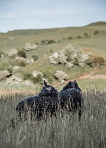 Frühling in Flade Klit (Dünen) auf der Insel Mors (Dänemark)