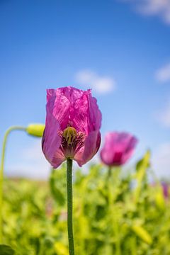 Paarse klaproos, klaproos bloem, Naur en bloesem van Fotos by Jan Wehnert