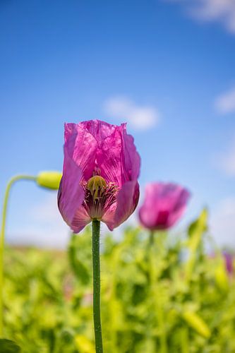 Paarse klaproos, klaproos bloem, Naur en bloesem